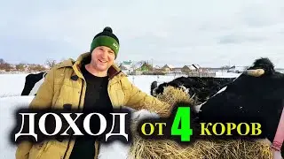 СКОЛЬКО МОЖНО ЗАРАБОТАТЬ НА 4 КОРОВАХ. ЗАТРАТЫ НА КОРМА И ЧИСТАЯ ПРИБЫЛЬ ЗА ДЕКАБРЬ.