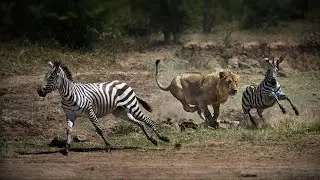 How Lion Attacks Zebra Success