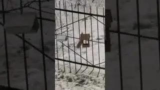 У птичек вкуснее