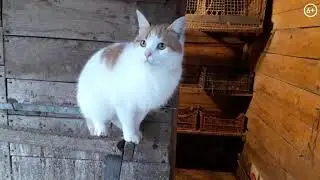 Кот высиживает яйца Кирилл поселился в курятнике