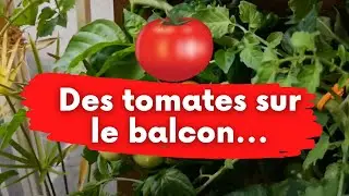 tomate hydroponique maison mais oui c'est facile