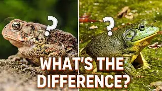 6 Signficant Differences Between Toad and Frog