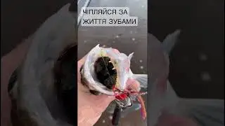 Судак, який дуже хоче жити! #shorts #рибалкавукраїні #рибалка2022 #рибалка #судакнаджиг