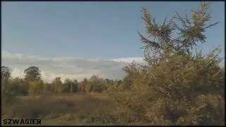 198 - Polish Gold Autumn [Timelapse]
