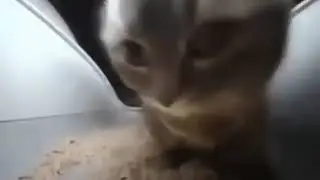 Чипи Чипи Чапа Чапа 1час