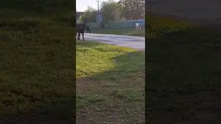 Авылда сыер көтүе кайта