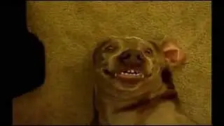 Голливудская улыбка собаки  Смешно!