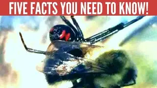 Is the Black Widow Spider the most venomous spider in North America?