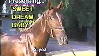 Horse Workout at Santa Anita. 