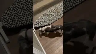 We should have gotten Chloe hearing aids earlier!