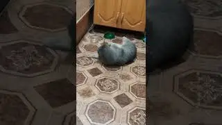 Мяу
