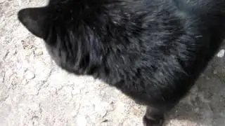 Кот говорит а поговорить