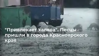 Нашествие песцов в Норильске и Красноярском крае
