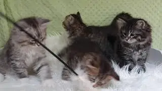 Minecraft litter Oct 2020