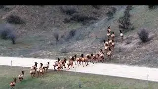 Elk Herd Running Across a Road