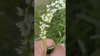 Melilotu-Branco/(Melilotus albus) Medik.  [Leitura na Descrição]#plantas