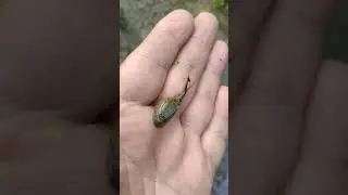 Щитень