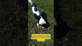 Уроки хороших манер! #собаки #юмор# хорошиеманеры #умывание