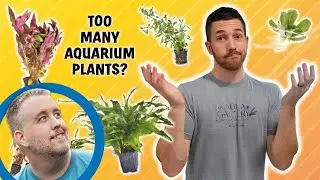 Buying Aquarium Plants WHOLESALE / Meet Up With Aquarium Co-Op