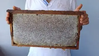 1 Temmuz 2024 Samsun sahil bal sağımı #bee #beekeeper #beekeeping #honey