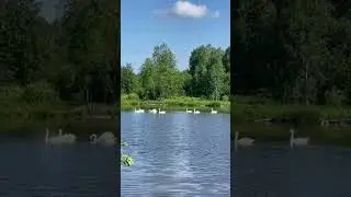 Дикие лебеди #nature