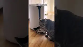 Cuida de tu gato aunque no estés en casa con un comedero inteligente #comederoautomático