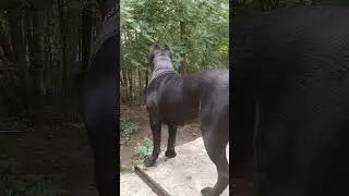 Авторитет Степаныч.! 🔥🧨😀