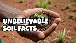 Kenyan soil facts you didn't know