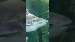 Giant pangasius #shortvideo #aquarium #shorts #short