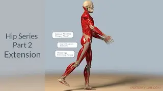 Understanding Hip Extension: Anatomy, Muscles, and Range of Motion