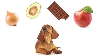 10 Alimentos Que Não Fazem Bem Para Seu Pet