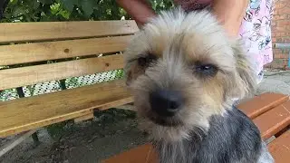 289 ч. ПЕРЕЕХАЛИ НА ЮГ. Очистка цоколя у дома и очистка собаки