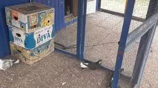 Одна голубка прилетела с залета, троих снял с крыши в селе 01 04 22г