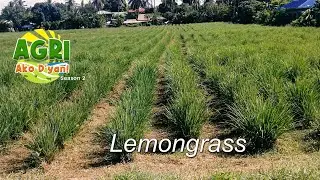“LEMONGRASS” Ep.38 AGRI Ako D’yan