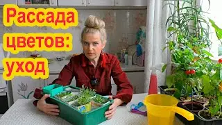 Подкормка и защита цветочной рассады