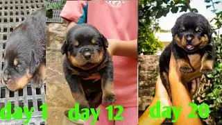 rottweiler puppies growing up day 1 to day 32 puppies transformation || rottweiler female available