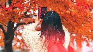 Where to Find Fall Colors near Tokyo