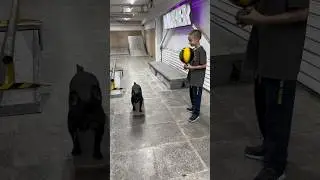 Французский бульдог на скейте - собака 