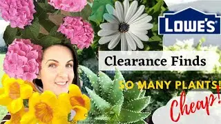 Spring ClearancePlants at Lowes + Back Yard Tour