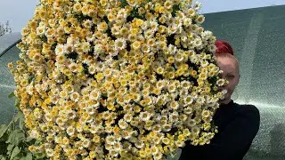 Каждую осень выкапываю на продажу,в прошлом годы накопали 10000 полусфер.
