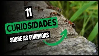 11 CURIOSIDADES sobre as FORMIGAS