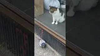 Созерцатель.