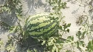 ফাঁকা জায়গায় তরমুজের জমিতে কি চলছে !