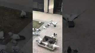 Прекрасная птица Тбилиси