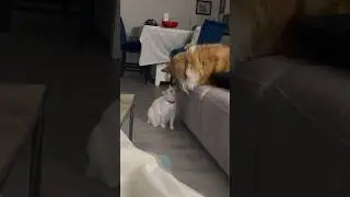 Kitten in Love with the Pup