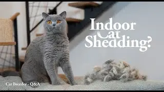 5 Things to Know About Indoor Cat Shedding | Cat Breeder Q&A