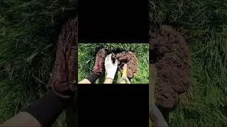 Летние воспоминания о копе🥲🤠 #коп #кладоискатели #монета #англия #лето #металлоискатель #молдова