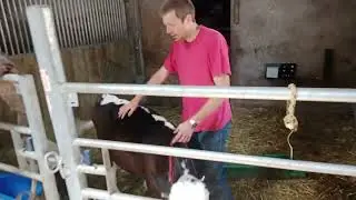 Faire marcher une vache au licol