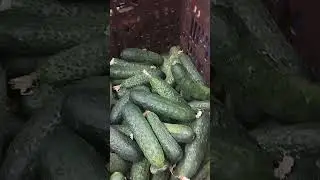 Огурцы.Цена.Магазин АТБ#огурцы#цена#атб
