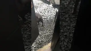 Весенний снегопад 